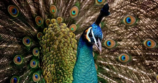 sri-lanka-wildlife-holidays.webp