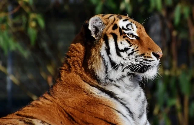 wildlife-tour-packages-in-sri-lanka.webp